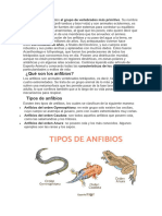 Los Anfibios