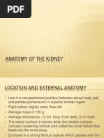 Anatomy of The Kidney