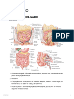 INTESTINO