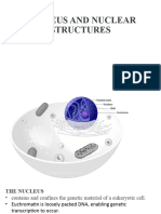 NUCLEUS NUCLEAR STRUCTURES and ORGANELLES