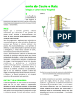 Anatomia Do Caule e Raiz