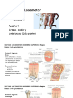 Unidad 4 Sesión 5 Brazo Codo y Antebrazo 2da Parte