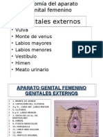 Anatomia Del Aparato Genital Femenino