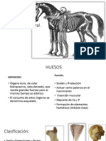 Osteología General