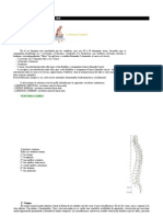 Anatomia de Columna Vertebral