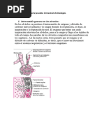 Sistema Respiratorio-Prueba Trimestral de Biología