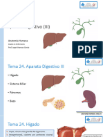 Tema 24 Aparato Digestivo (III)