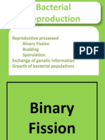 Bacteria Presentation