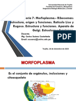 T-7 BMYC-Morfoplasma Celular