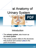 General Anatomy of Urinary System