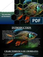 Pyhylum Chordata: "An Overview of Chordates"