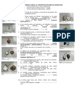 Clave Dicotómica de Conchas de Bivalvos