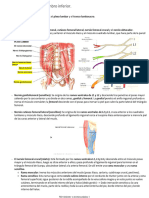Nervios y Vasos Del Miembro Inferior