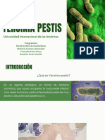 Yersinia Pestis