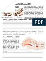 2nd-Chap3-Exercices Les Félins