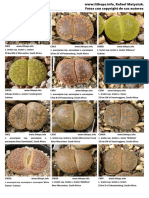 Reconocimiento Lithops Rafael Matysiuk PDF