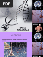 Bases Biologicas