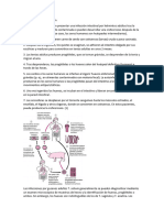 Ciclo Vital de Taenia Solium