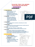 Torax y Abdomen