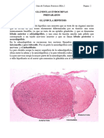 Sistema Endocrino