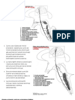 Formación Reticular y Actividad Del Tallo Cerebral