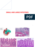 Small and Large Intestine