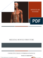 Muscular System - 2