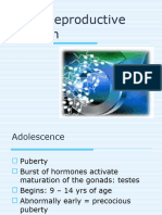 Male Reproductive System