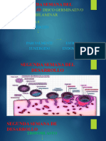 4 - Segunda Semana Del Desrrollo