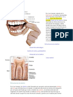 Dentadura Humana