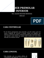 Primer Premolar Inferior