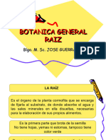 Botanica General Raiz Ok