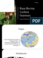 Raza Guernsey