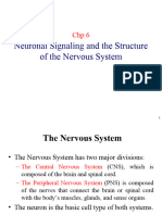 Bio 215 Topic 3 Nervous System