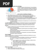 Embriología S. Respiratorio. Aparato Faríngeo