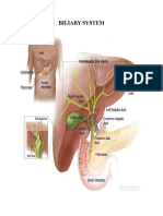 Liver Studies