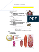 Tema 19. Fasciola y Fasciolopsis