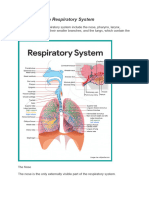 Anatomy of The Respiratory System