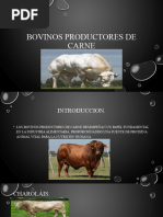 Bovinos Productores de Carne