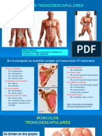 3-Musculos Troncoescapulares