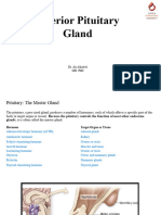 Anterior Pituitary Gland