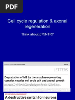 Cell Cycle & Axonal Regeneration