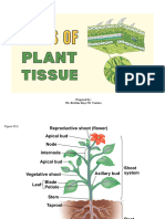 Plant Tissue