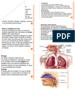 SISTEMA RESPIRATORIO Resumo