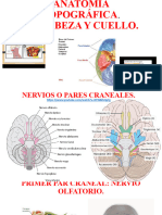 Anatomia Topografica Clase 3 Propedeutico