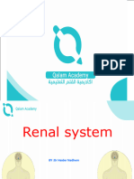 Renal System