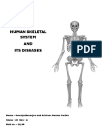 Skeletal System