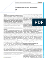 Molecular and Cellular Mechanisms of Tooth Development...