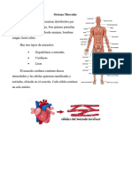Sistema Muscular J Tegumentario J Circulatorio
