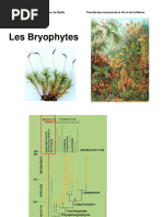 Botanique 03 Bryophytes